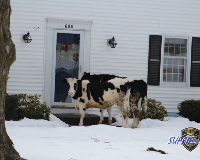 Two black and white cows standing outside a white house in snow, capturing the essence of each state in the US.