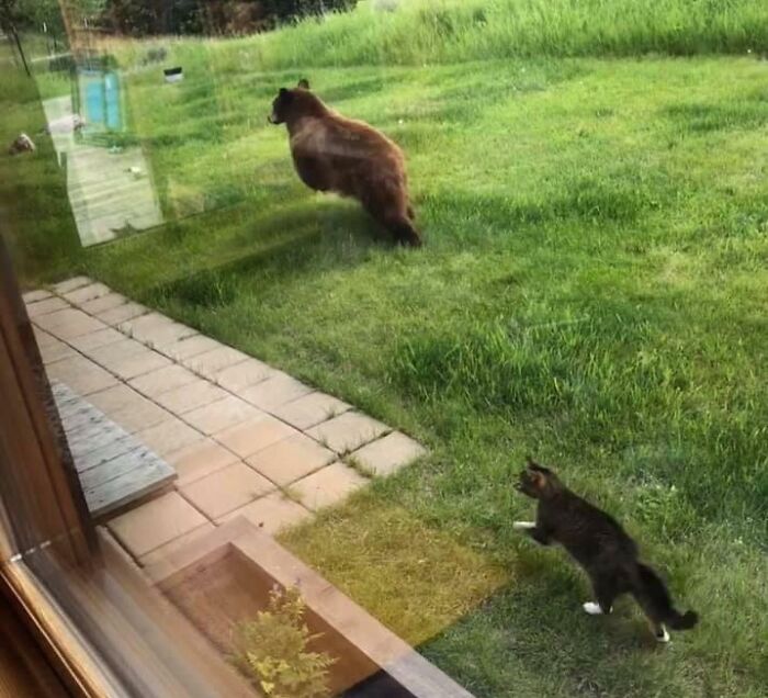 Bear walking on green grass near a house while a cat watches, capturing the essence of wildlife in each US state.