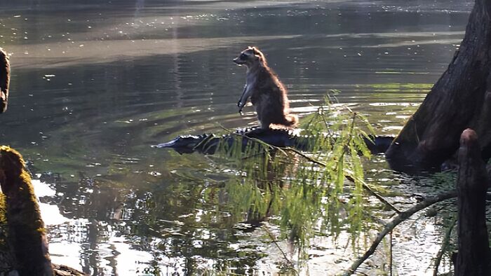Raccoon sitting on an alligator in a swamp, capturing the essence of wildlife in US states.