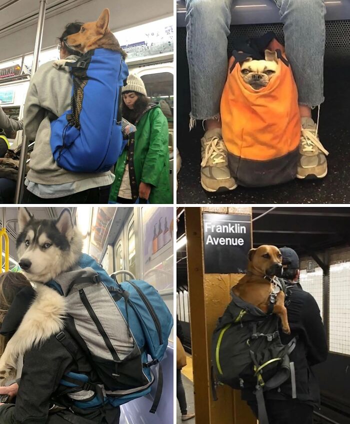 Four dogs being carried in backpacks by their owners on public transportation, capturing the essence of US state life.
