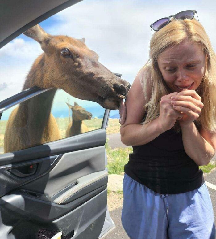Woman reacting as an elk licks her arm through a car window, capturing the essence of wildlife in US states.