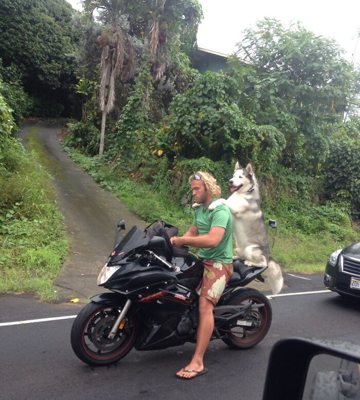 Man in green shirt sitting on a motorcycle with a husky dog riding behind, capturing unique US state essence.