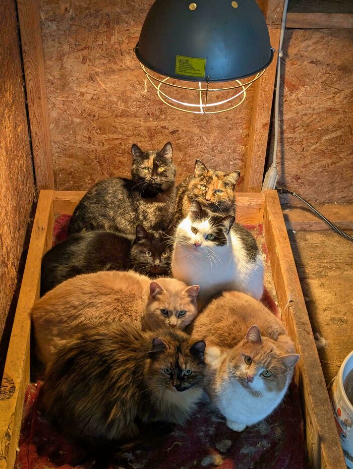 My Barn Cats When It's -35°c