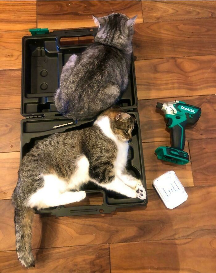 Makita's New Cat-Carrying Case Is Looking Good