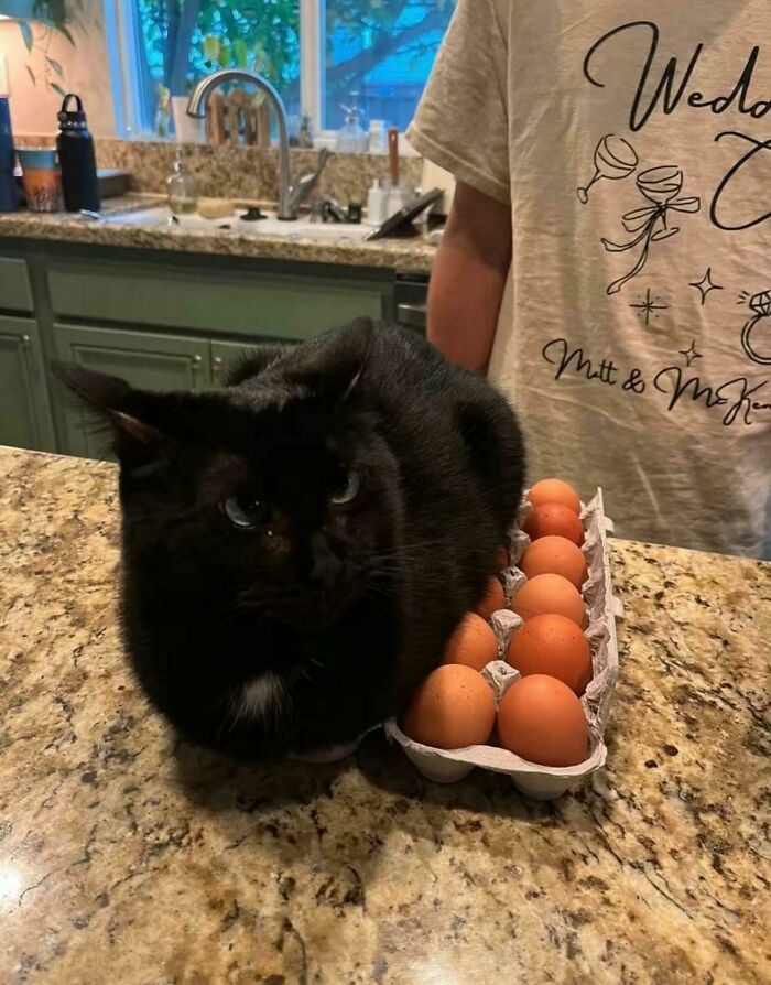 Warming Up The Eggs
