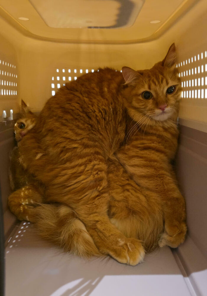 Catsitting! These 2 Are Terrified And Huddling In Their Carrier (Voluntarily)