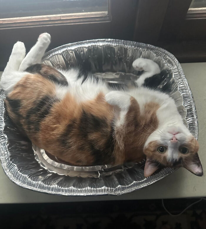 She Rejected Every Cat Bed, But Loves The $2 Turkey Pan