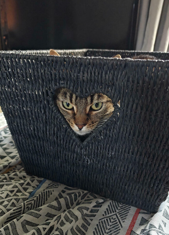 My Cat In A Basket