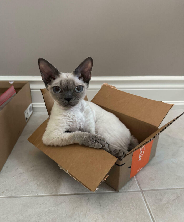 I Don't Always Lounge In This Box. But When I Don't, I'm Lounging In Another Box