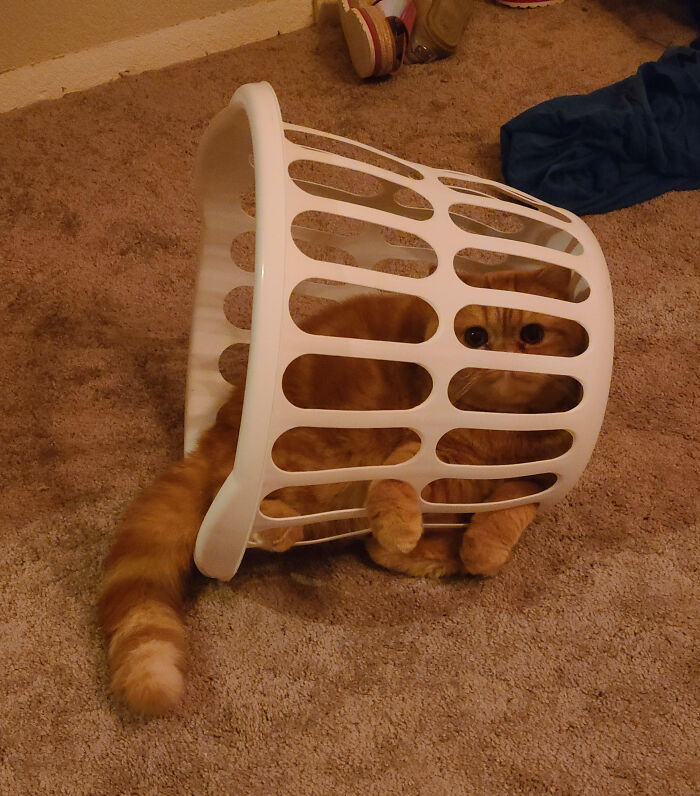 I Have Never Met A Cat Who Loves Cat Traps As Much As Gary