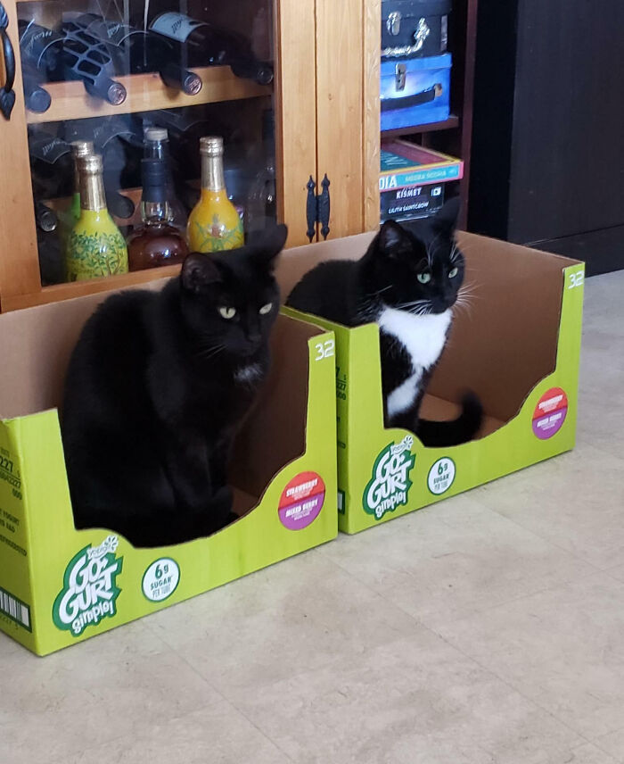 The Cat Traps Are Working Eerily Well