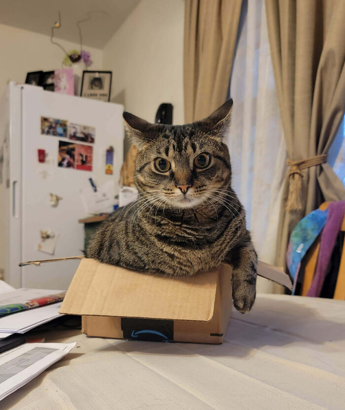 Puddin, Who Turned 4 Today