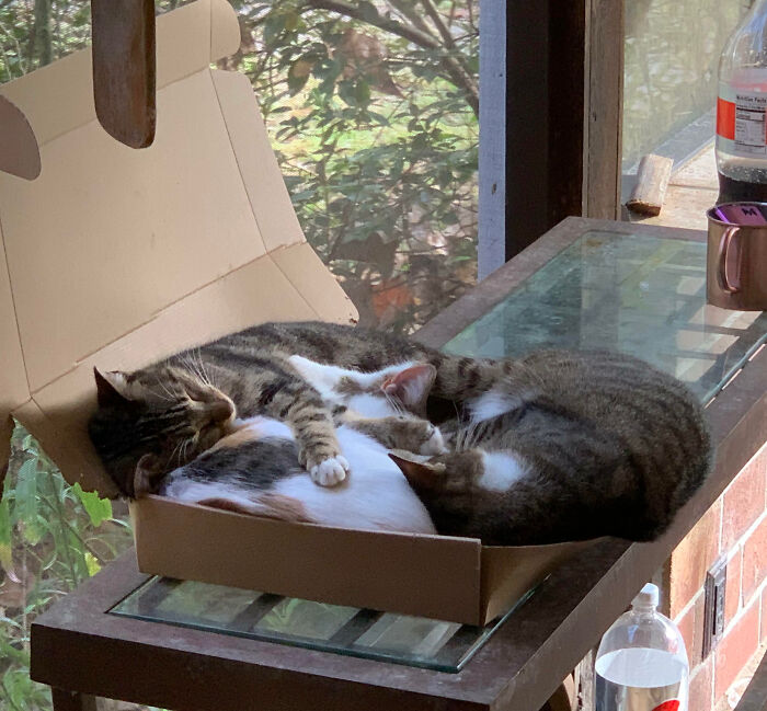 The Cat Trap Worked Better Than Expected