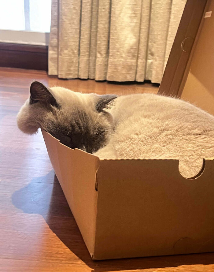 If He Fits He Sits