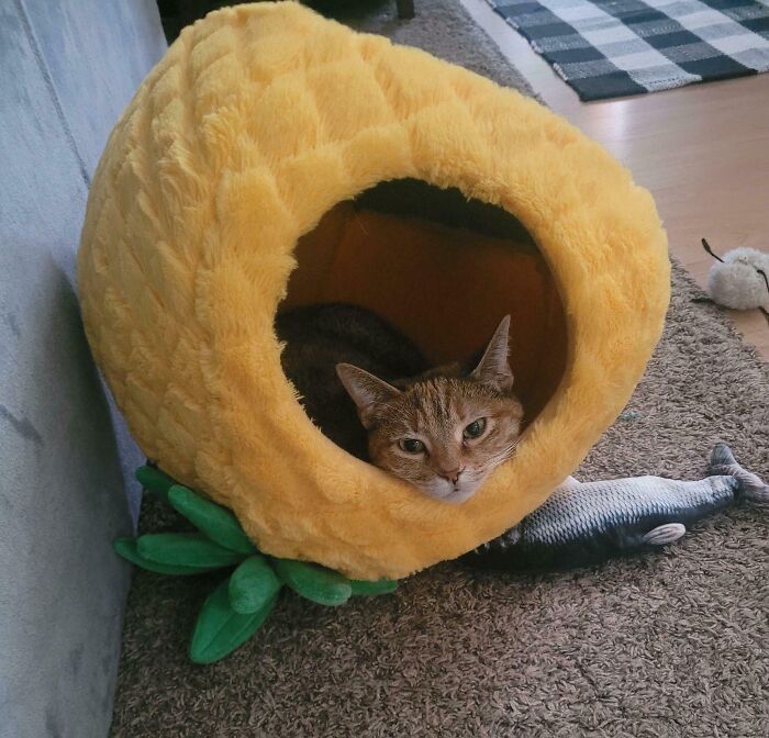 Cat resting inside a yellow pineapple-shaped pet bed with fish toy nearby, showing calm and relaxed attitude.