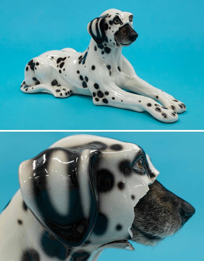 Dalmatiner (2), 2024