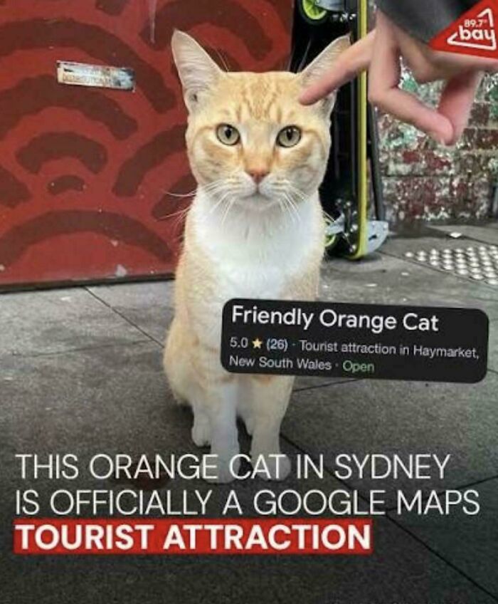 Orange cat in Sydney recognized as a unique tourist attraction, an interesting vault of cool stories and oddities.