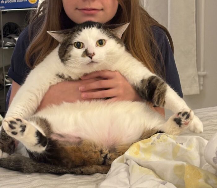 They Save The Cats No One Else Can: Inside The Sanctuary Helping Obese Cats Reclaim Their Lives(33 Pics)