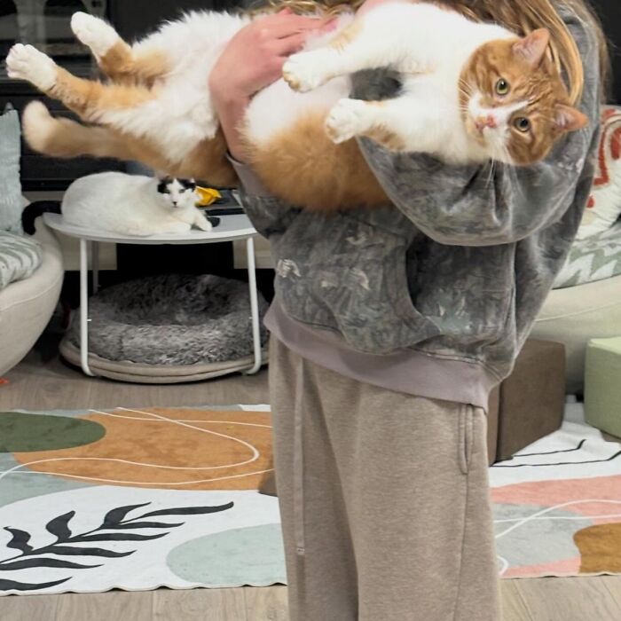 They Save The Cats No One Else Can: Inside The Sanctuary Helping Obese Cats Reclaim Their Lives(33 Pics)