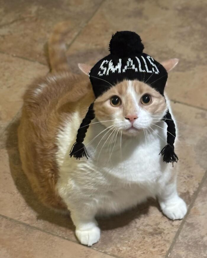 They Save The Cats No One Else Can: Inside The Sanctuary Helping Obese Cats Reclaim Their Lives(33 Pics)