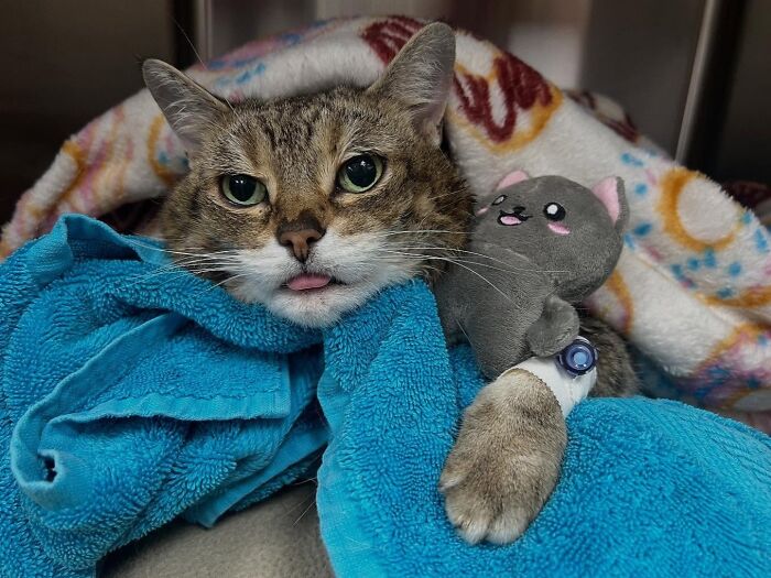 They Save The Cats No One Else Can: Inside The Sanctuary Helping Obese Cats Reclaim Their Lives(33 Pics)