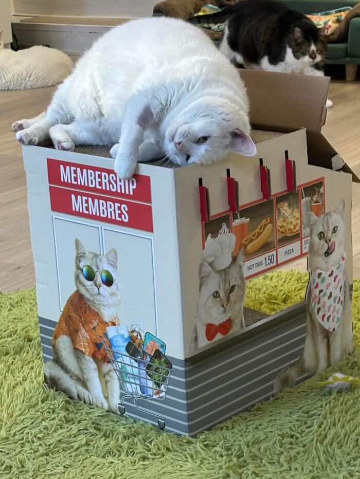 They Save The Cats No One Else Can: Inside The Sanctuary Helping Obese Cats Reclaim Their Lives(33 Pics)