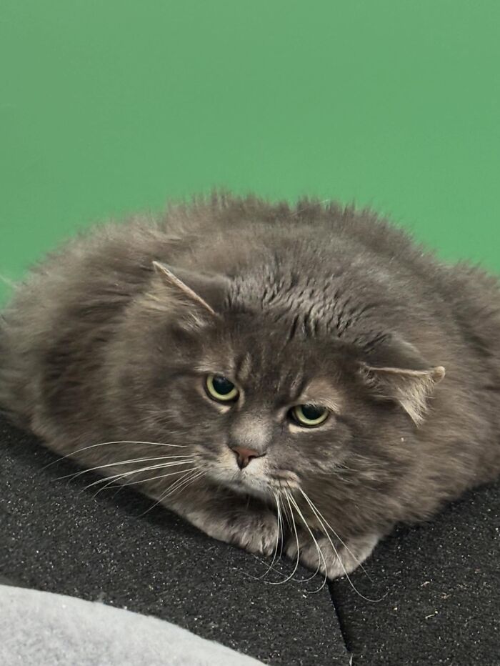 They Save The Cats No One Else Can: Inside The Sanctuary Helping Obese Cats Reclaim Their Lives(33 Pics)