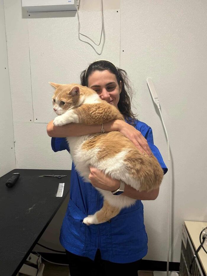 They Save The Cats No One Else Can: Inside The Sanctuary Helping Obese Cats Reclaim Their Lives(33 Pics)
