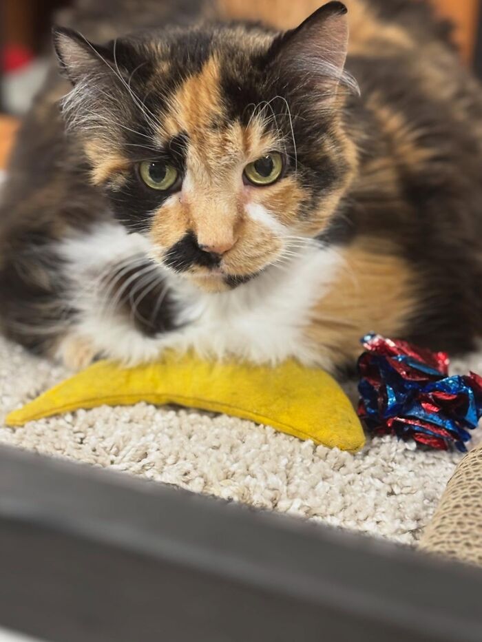 They Save The Cats No One Else Can: Inside The Sanctuary Helping Obese Cats Reclaim Their Lives(33 Pics)