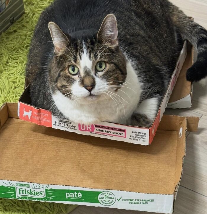 They Save The Cats No One Else Can: Inside The Sanctuary Helping Obese Cats Reclaim Their Lives(33 Pics)