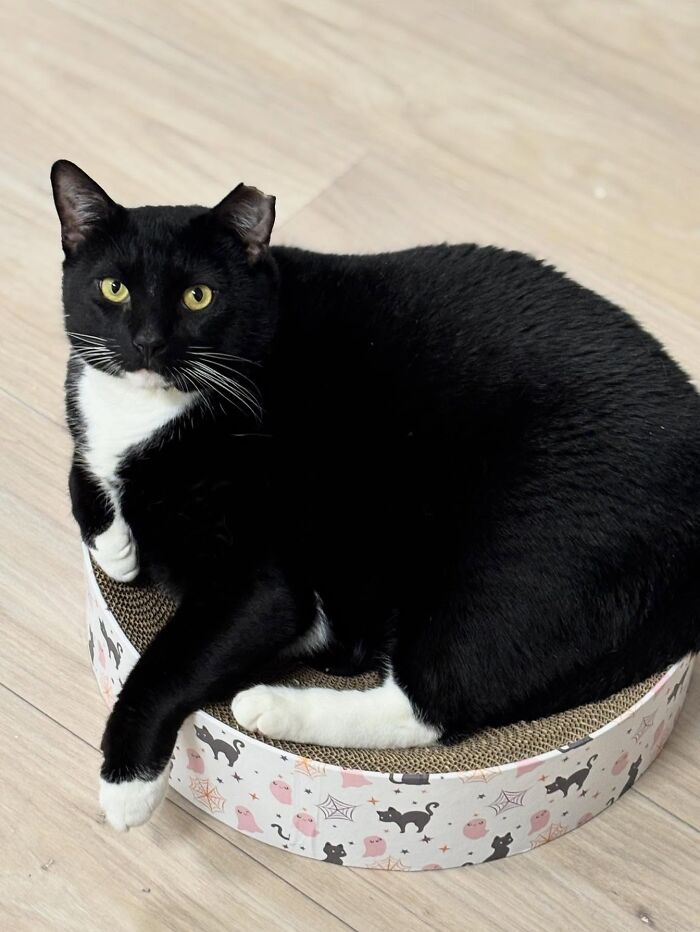 They Save The Cats No One Else Can: Inside The Sanctuary Helping Obese Cats Reclaim Their Lives(33 Pics)