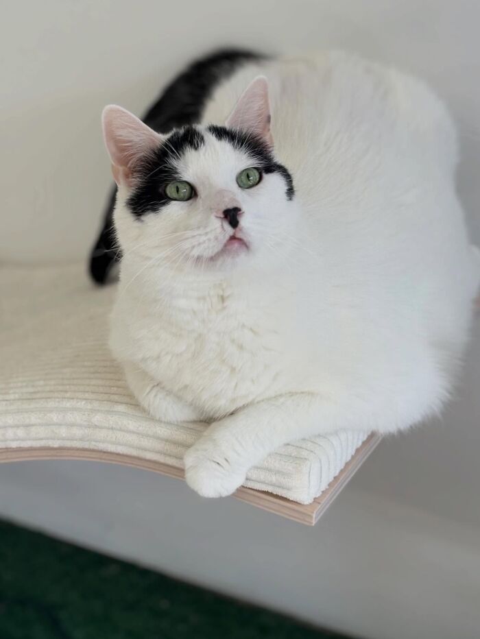 They Save The Cats No One Else Can: Inside The Sanctuary Helping Obese Cats Reclaim Their Lives(33 Pics)