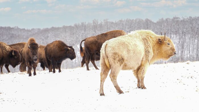 Rare white bison in snowy Missouri Ozark Mountains, showcasing stunning color mutations in animals that feel unreal.