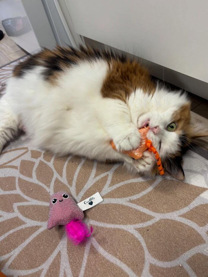 They Save The Cats No One Else Can: Inside The Sanctuary Helping Obese Cats Reclaim Their Lives(33 Pics)