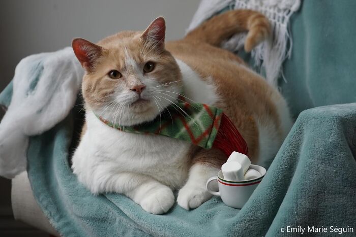 They Save The Cats No One Else Can: Inside The Sanctuary Helping Obese Cats Reclaim Their Lives(33 Pics)