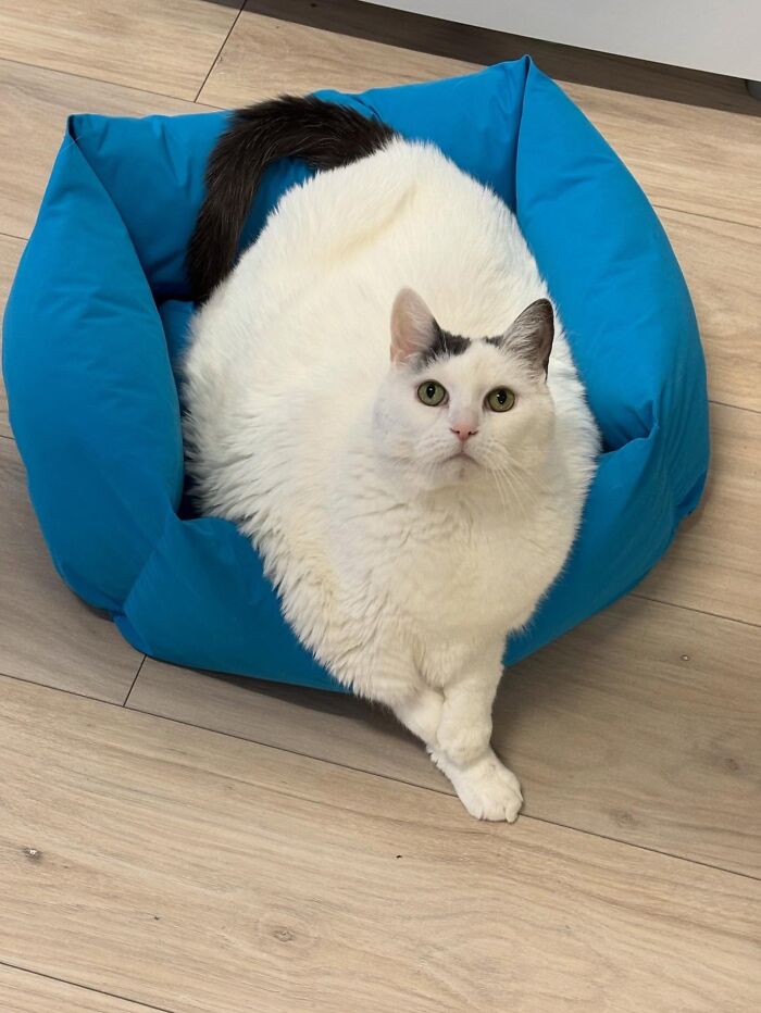 They Save The Cats No One Else Can: Inside The Sanctuary Helping Obese Cats Reclaim Their Lives(33 Pics)