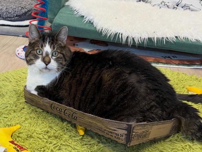 They Save The Cats No One Else Can: Inside The Sanctuary Helping Obese Cats Reclaim Their Lives(33 Pics)