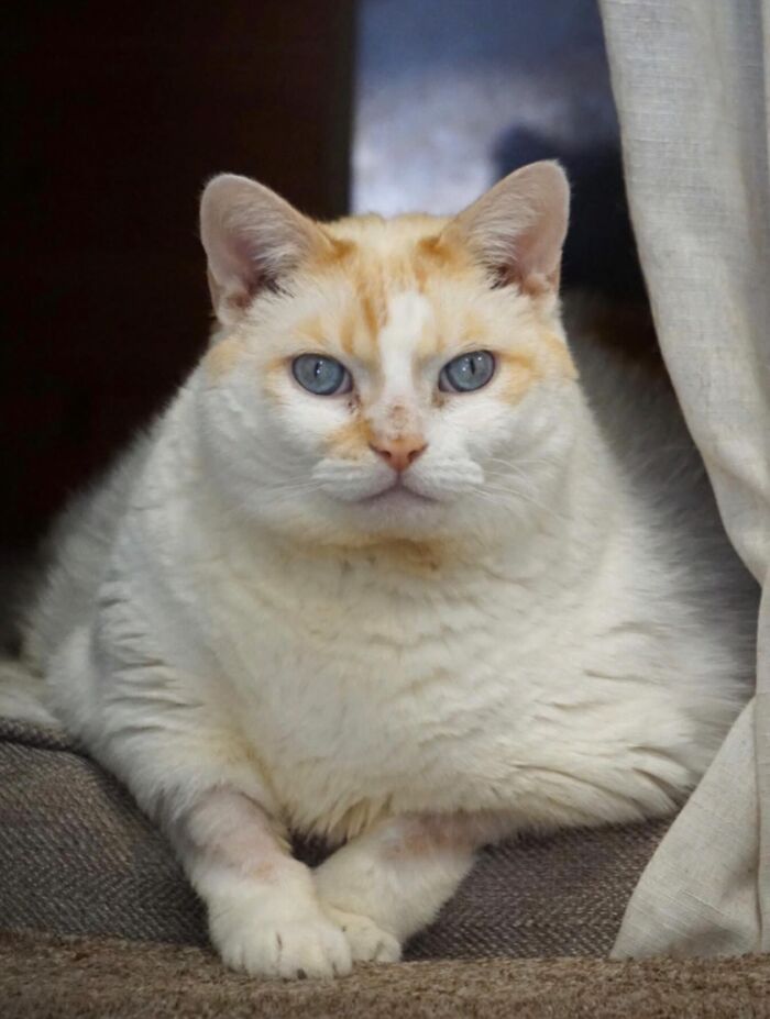 They Save The Cats No One Else Can: Inside The Sanctuary Helping Obese Cats Reclaim Their Lives(33 Pics)