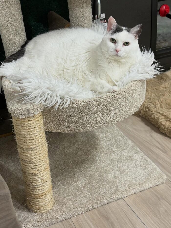 They Save The Cats No One Else Can: Inside The Sanctuary Helping Obese Cats Reclaim Their Lives(33 Pics)