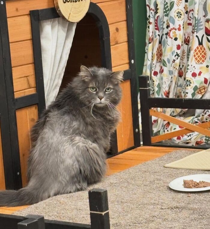 They Save The Cats No One Else Can: Inside The Sanctuary Helping Obese Cats Reclaim Their Lives(33 Pics)