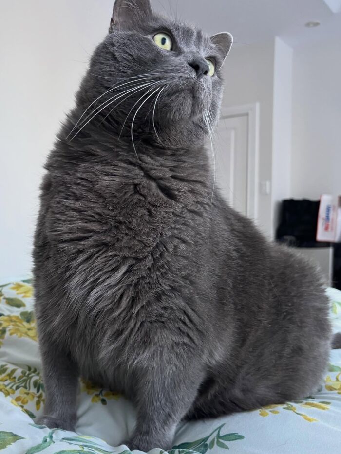 They Save The Cats No One Else Can: Inside The Sanctuary Helping Obese Cats Reclaim Their Lives(33 Pics)