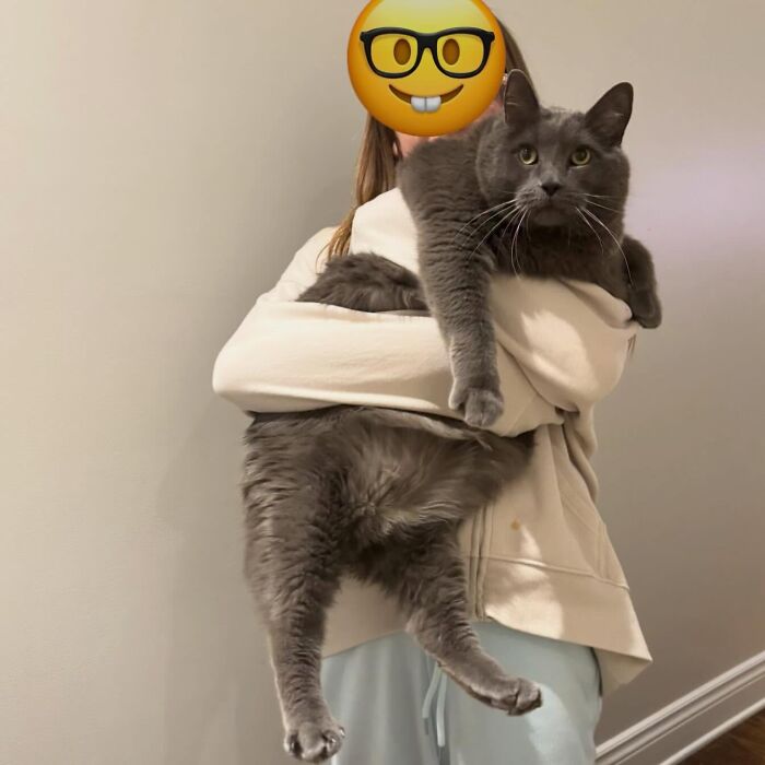 They Save The Cats No One Else Can: Inside The Sanctuary Helping Obese Cats Reclaim Their Lives(33 Pics)