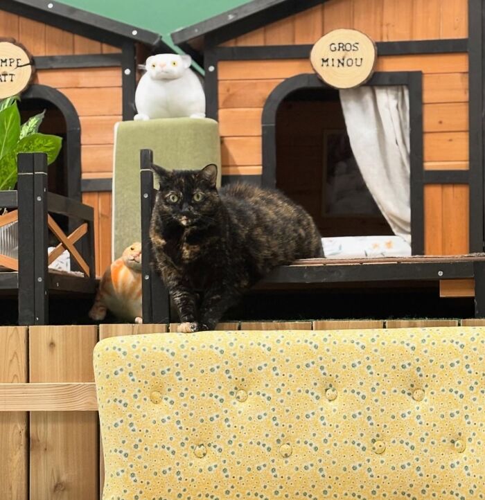 They Save The Cats No One Else Can: Inside The Sanctuary Helping Obese Cats Reclaim Their Lives(33 Pics)