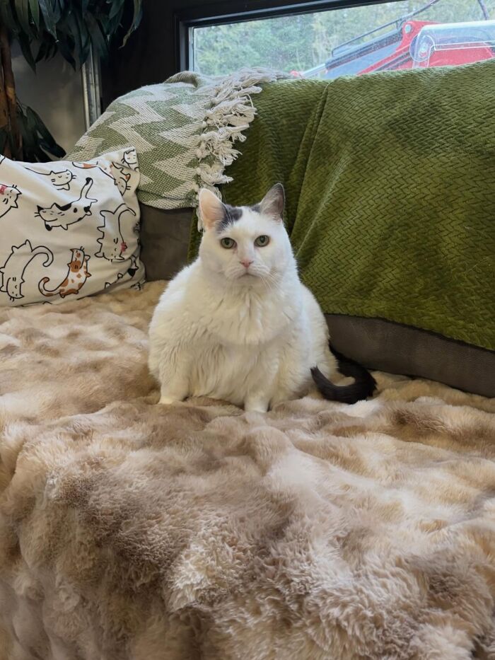 They Save The Cats No One Else Can: Inside The Sanctuary Helping Obese Cats Reclaim Their Lives(33 Pics)