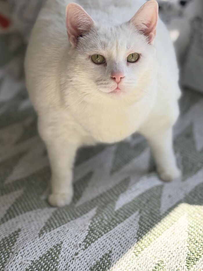 They Save The Cats No One Else Can: Inside The Sanctuary Helping Obese Cats Reclaim Their Lives(33 Pics)