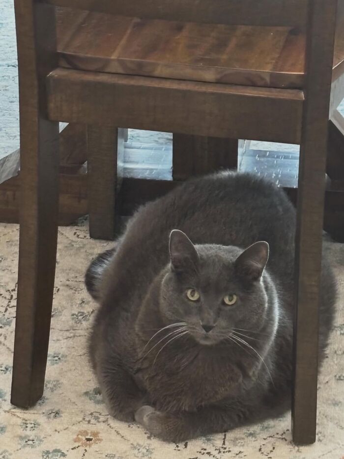 They Save The Cats No One Else Can: Inside The Sanctuary Helping Obese Cats Reclaim Their Lives(33 Pics)