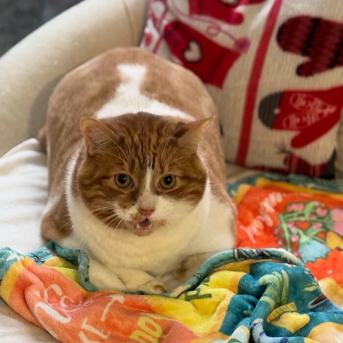 They Save The Cats No One Else Can: Inside The Sanctuary Helping Obese Cats Reclaim Their Lives(33 Pics)