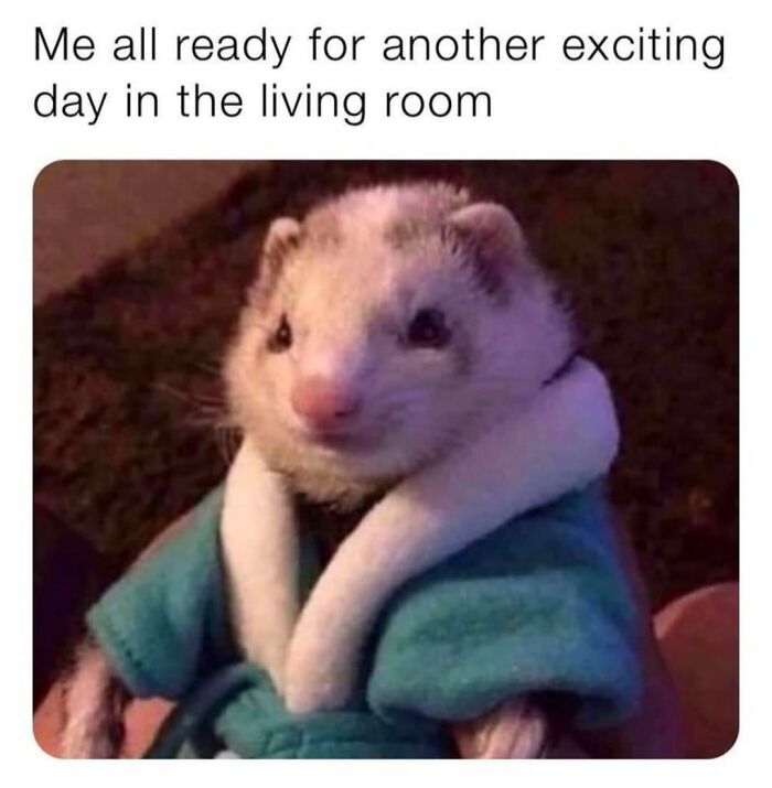 50 Animal Memes So Perfectly Timed They Feel Scripted (But They’re Not)