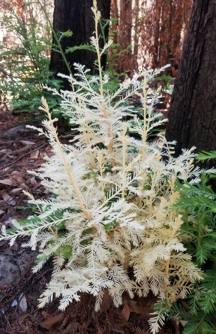 Albino redwood with stunning color mutation rising from ashes in a forest, showcasing rare natural color variations.