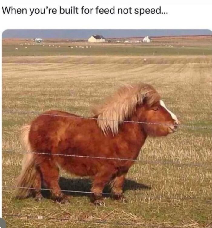 50 Animal Memes So Perfectly Timed They Feel Scripted (But They’re Not)